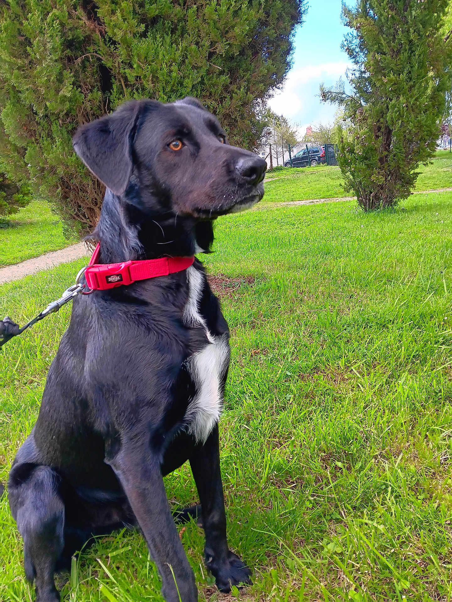 Taz a rejoint le concours — aidez-le/la à gagner de superbes lots ! dog, black_dog, red_collar, grass, trees, park, outdoor, pet, animal, canine, sitting, leash, nature, daylight, fur, white_patch, alert, ears, snout, side_view
