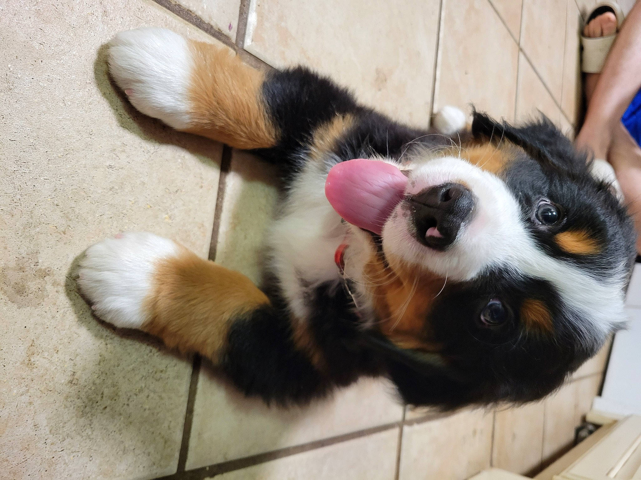 Finnick joined the competition — help win amazing prizes! carnivore, cat, claw, collar, companion_dog, dog_breed, domestic_short_haired_cat, felidae, flooring, fur, paw, small_to_medium_sized_cats, snout, tail, terrestrial_animal, toy, whiskers