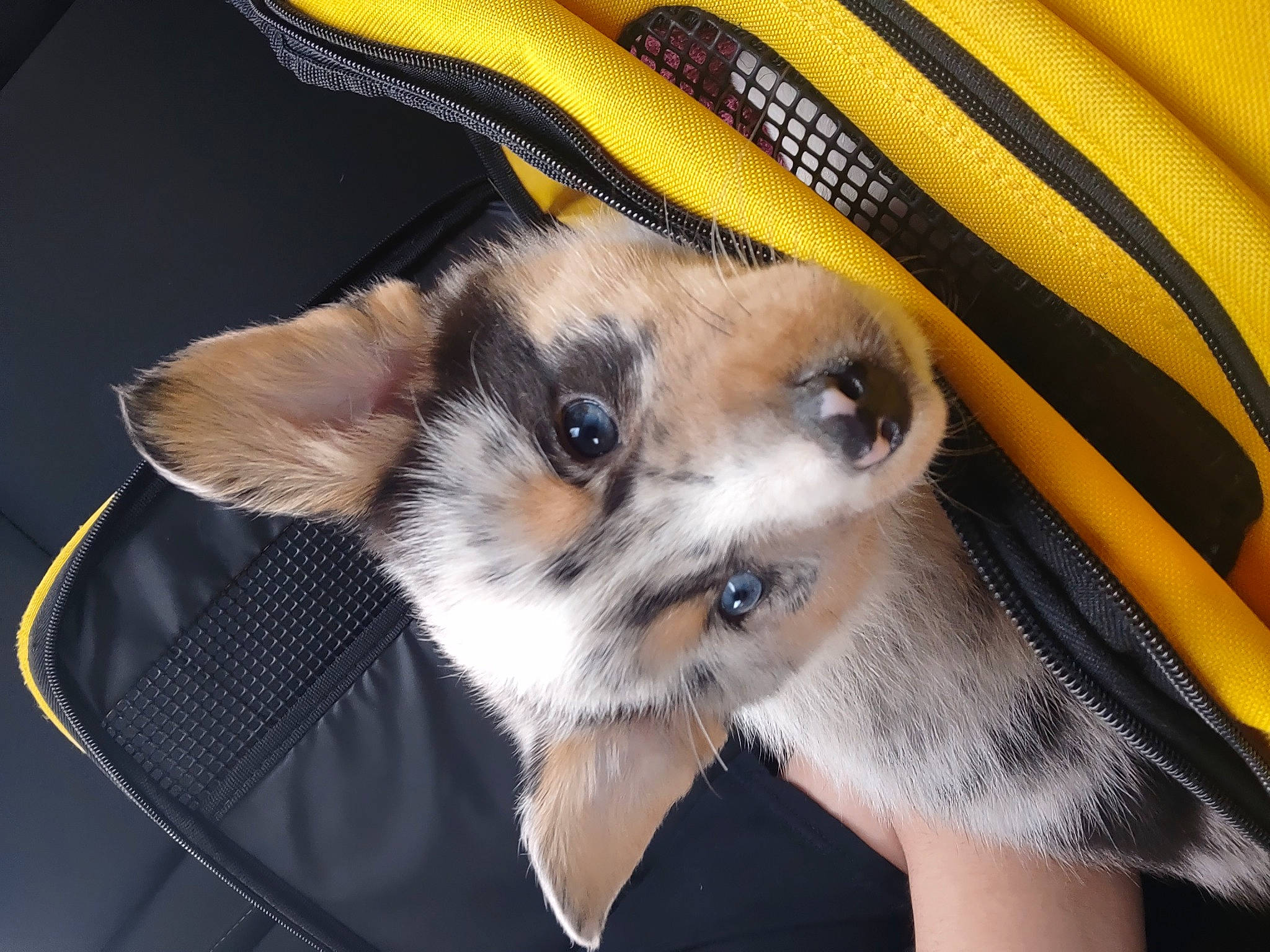 Bowie is registered to the contest to win money with this photo: bag, carnivore, companion_dog, dog, dog_breed, dog_clothes, dog_supply, fashion_accessory, fawn, fur, pattern, small_terrier, toy_dog, whiskers, working_animal