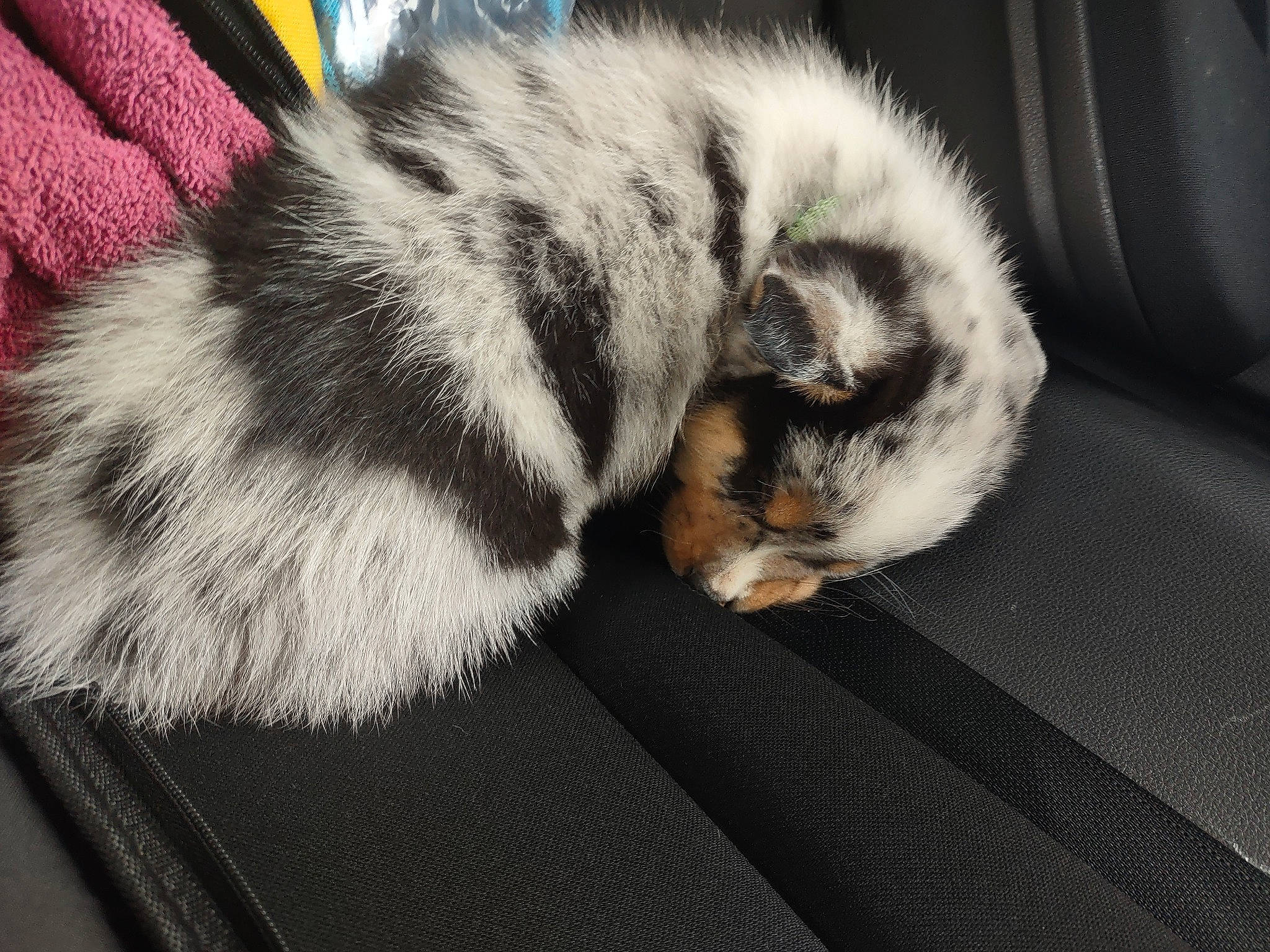 Bowie joined the competition — help win amazing prizes! canidae, carnivore, cat, claw, comfort, companion_dog, dog_breed, domestic_short_haired_cat, felidae, fur, nap, paw, sleep, small_to_medium_sized_cats, snout, sporting_group, tail, terrestrial_animal, whiskers