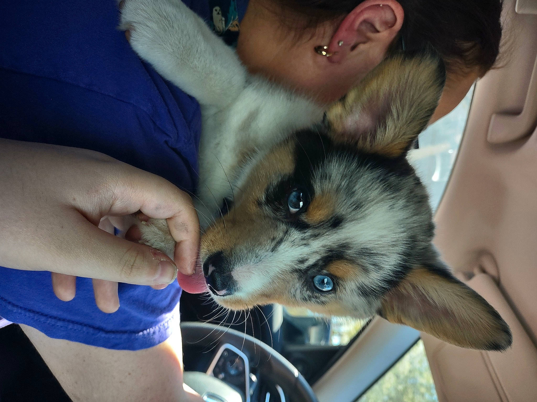 Bowie joined the competition — help win amazing prizes! carnivore, child, companion_dog, dog, dog_breed, ear, eyelash, fawn, felidae, finger, fur, gesture, nail, puppy_love, siberian_husky, skin, small_to_medium_sized_cats, spitz, toy_dog, whiskers