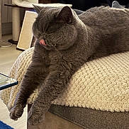 Odessa a rejoint le concours — aidez-le/la à gagner de superbes lots ! cat, gray_cat, feline, pet, indoor, cozy, blanket, couch, stretching, tongue_out, relaxing, fur, whiskers, paws, home, living_room, knitted, soft, cute, sleepy