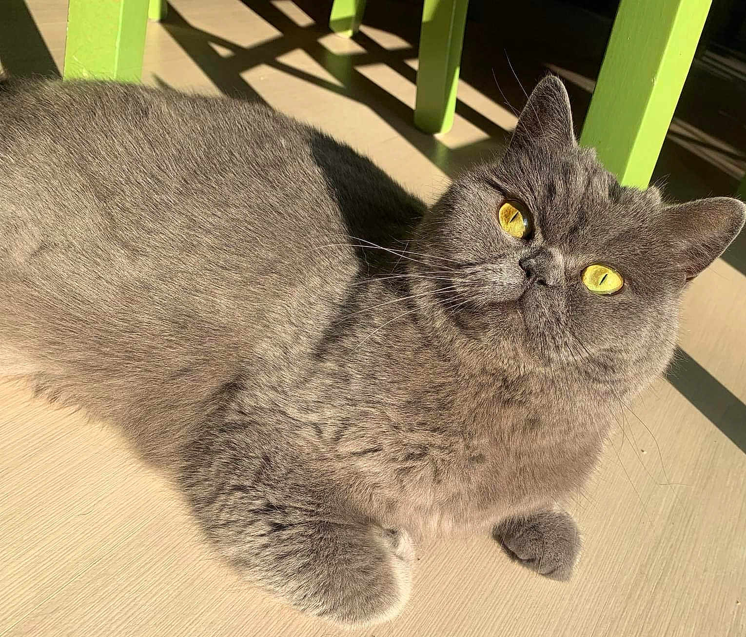 Odessa a rejoint le concours — aidez-le/la à gagner de superbes lots ! cat, gray_cat, yellow_eyes, fluffy, pet, indoor, sunlight, shadow, floor, feline, relaxed, closeup, animal, whiskers, ears, paw, sitting, domestic_cat, cute, portrait