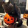 Odessa a rejoint le concours — aidez-le/la à gagner de superbes lots ! cat, gray_cat, pumpkin, halloween, witch_hat, table, glass_table, skull, decorations, indoor, orange, black, spooky, holiday, festive, pet, curious, feline, face, tail