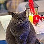 cat, gray_cat, feline, pet, animal, sitting, glass_table, indoor, decorations, candles, lantern, red_ribbon, blurred_background, cozy, holiday, festive, fur, whiskers, face, serious_expression