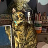 cat, tortoiseshell_cat, vanity_table, makeup, mirror, sports_jersey, number_89, indoor, reflection, furniture, pet, animal, clutter, collar, face, eyes, fur, sitting, table, shadow