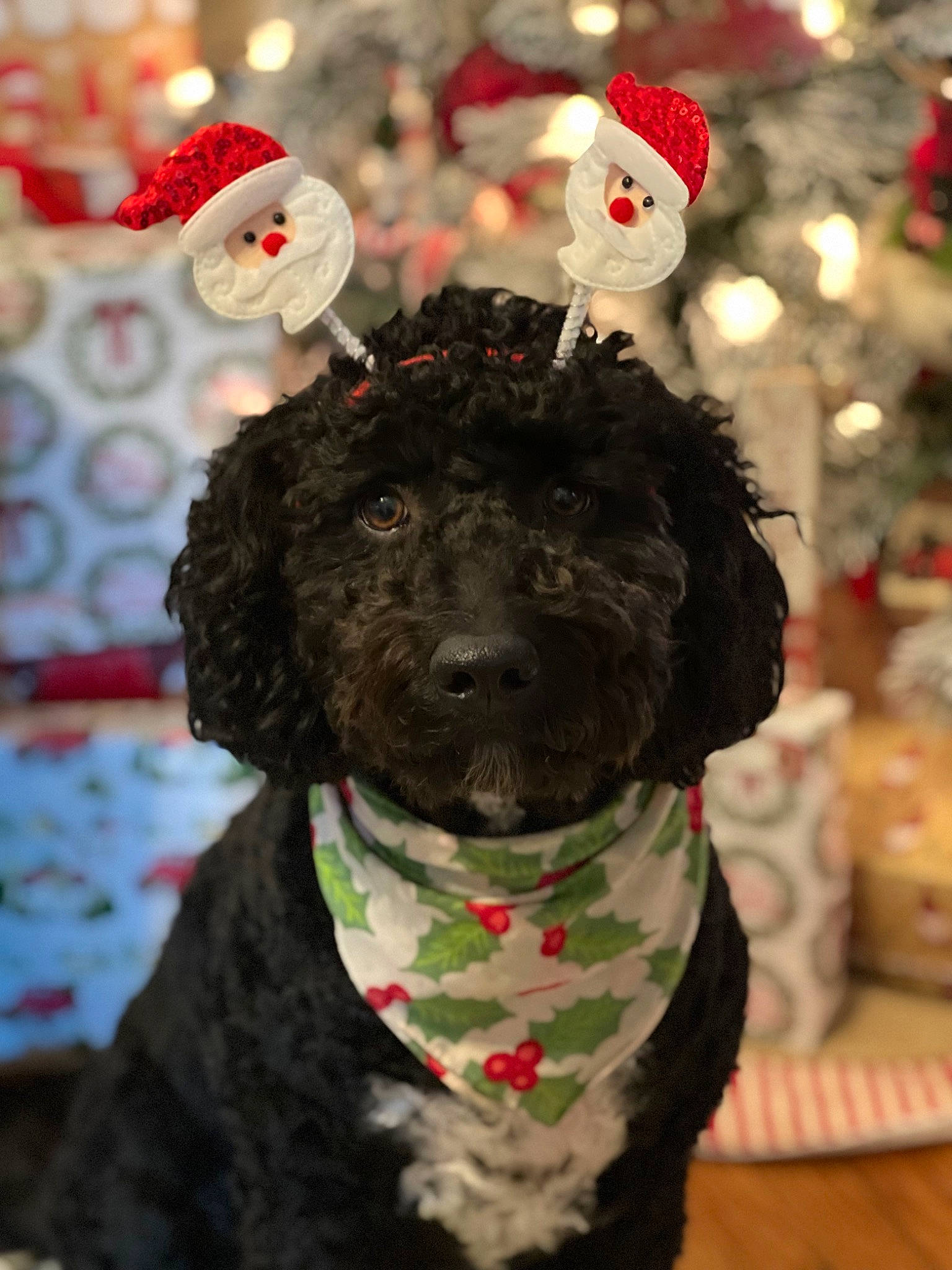 Jojo is registered to the contest to win money with this photo: canidae, carmine, carnivore, collar, companion_dog, dog, dog_breed, dog_collar, event, fur, holiday, murray_river_curly_coated_retriever, non_sporting_group, snout, snow, spaniel, sporting_group, toy_dog, water_dog, winter