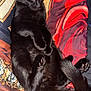 black_cat, cat, pet, animal, feline, indoor, blanket, colorful, red, yellow, fur, whiskers, tail, paws, relaxed, curious, cute, mammal, domestic_animal, resting