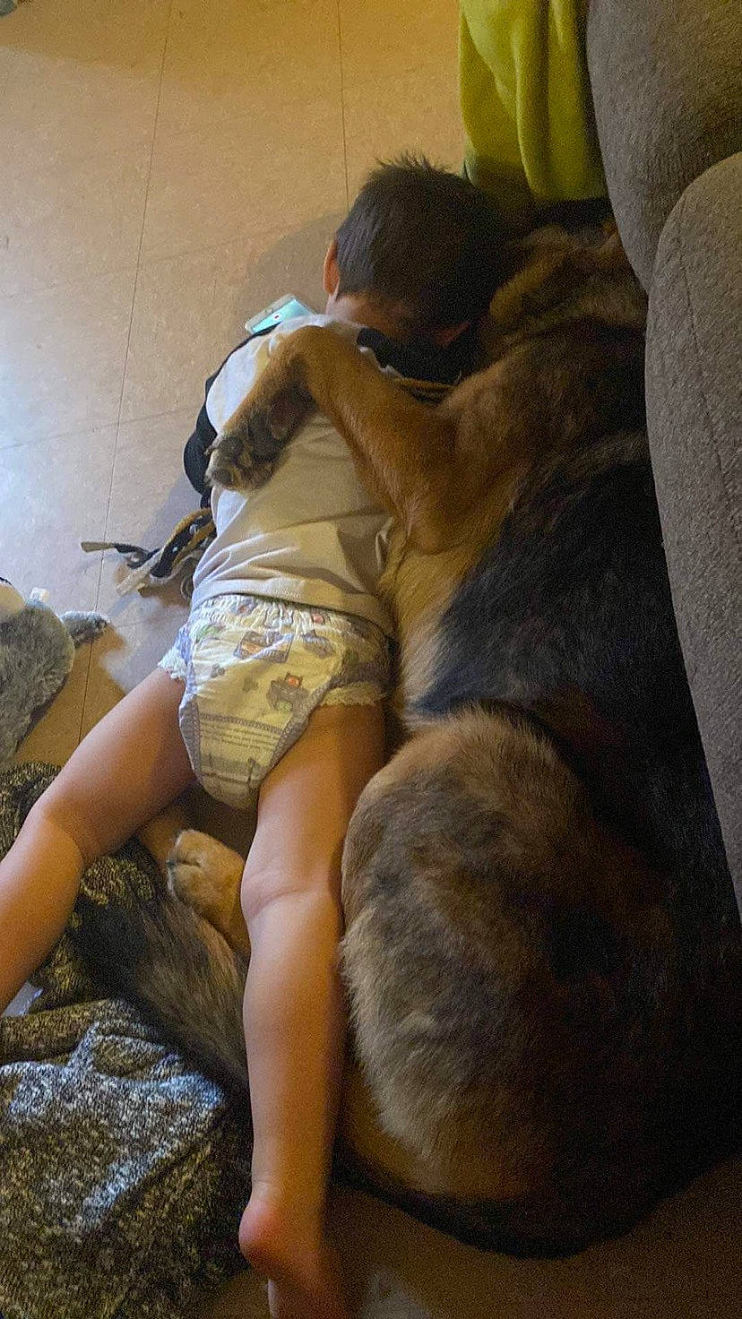 Chase joined the competition — help win amazing prizes! barefoot, carnivore, comfort, companion_dog, couch, dog_breed, fawn, felidae, foot, fur, human_leg, knee, leg, linens, room, shorts, sitting, small_to_medium_sized_cats, thigh, trunk