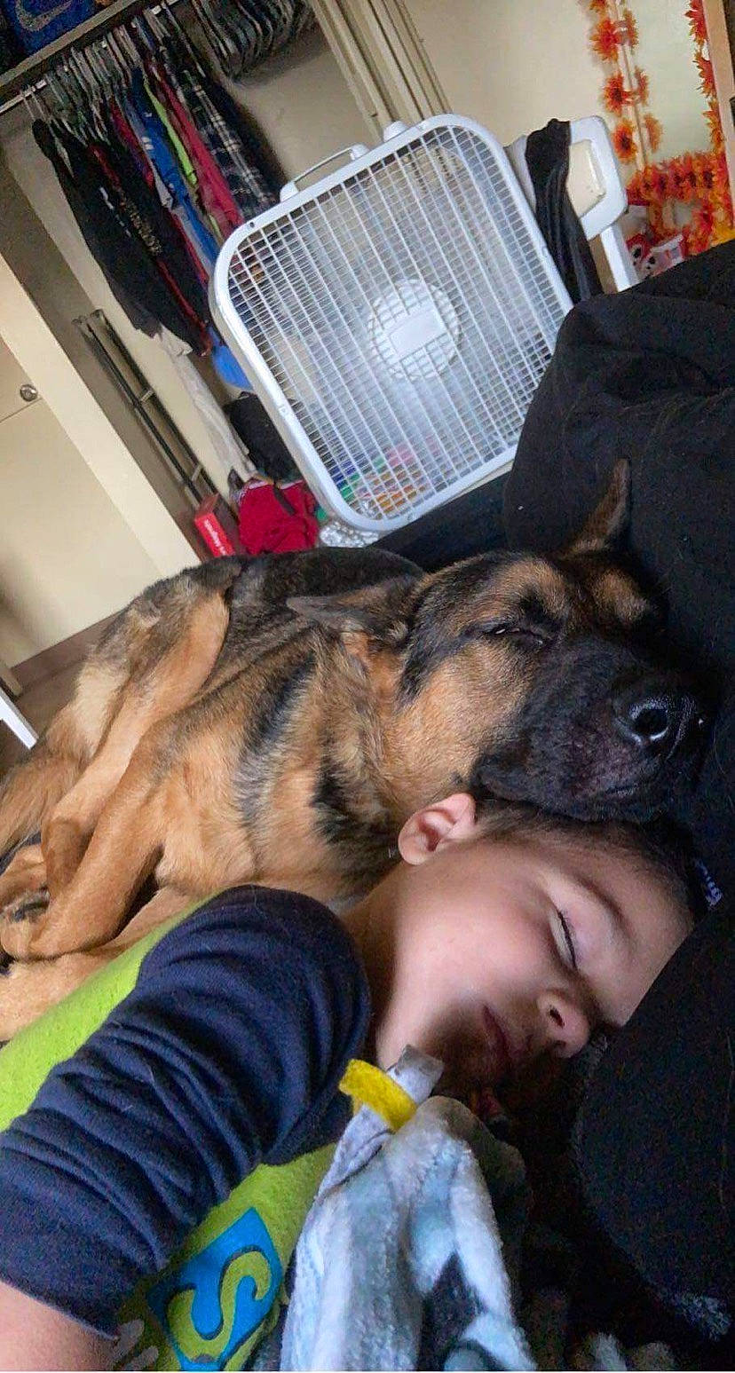 Chase is registered to the contest to win money with this photo: bottle, canidae, carnivore, comfort, companion_dog, dog, dog_breed, ear, fawn, fur, german_shepherd_dog, gesture, guard_dog, herding_dog, mammal, nap, snout, sporting_group, vertebrate, working_dog