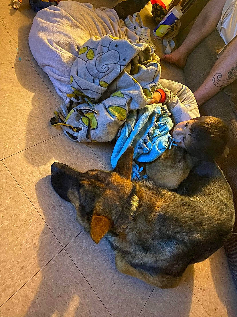 Chase joined the competition — help win amazing prizes! canidae, carnivore, claw, comfort, companion_dog, dog, dog_breed, electric_blue, fawn, felidae, flooring, fur, mammal, paw, road_surface, small_to_medium_sized_cats, sporting_group, tail, toy, working_animal