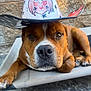 animal, bed, brown_dog, canine, close_up, concrete_floor, cowboy_hat, dog, ears, eyes, face, hat, lying_down, nose, outdoor, paw, pet, raised_bed, resting, stone_wall