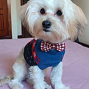 Leo a rejoint le concours — aidez-le/la à gagner de superbes lots ! dog, pet, indoor, bed, sweater, bow_tie, white_fur, small_dog, cute, fluffy, portrait, domestic_animal, animal, companion, furry, sitting, looking, cozy, home, adorable