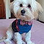 dog, pet, indoor, bed, sweater, bow_tie, white_fur, small_dog, cute, fluffy, portrait, domestic_animal, animal, companion, furry, sitting, looking, cozy, home, adorable