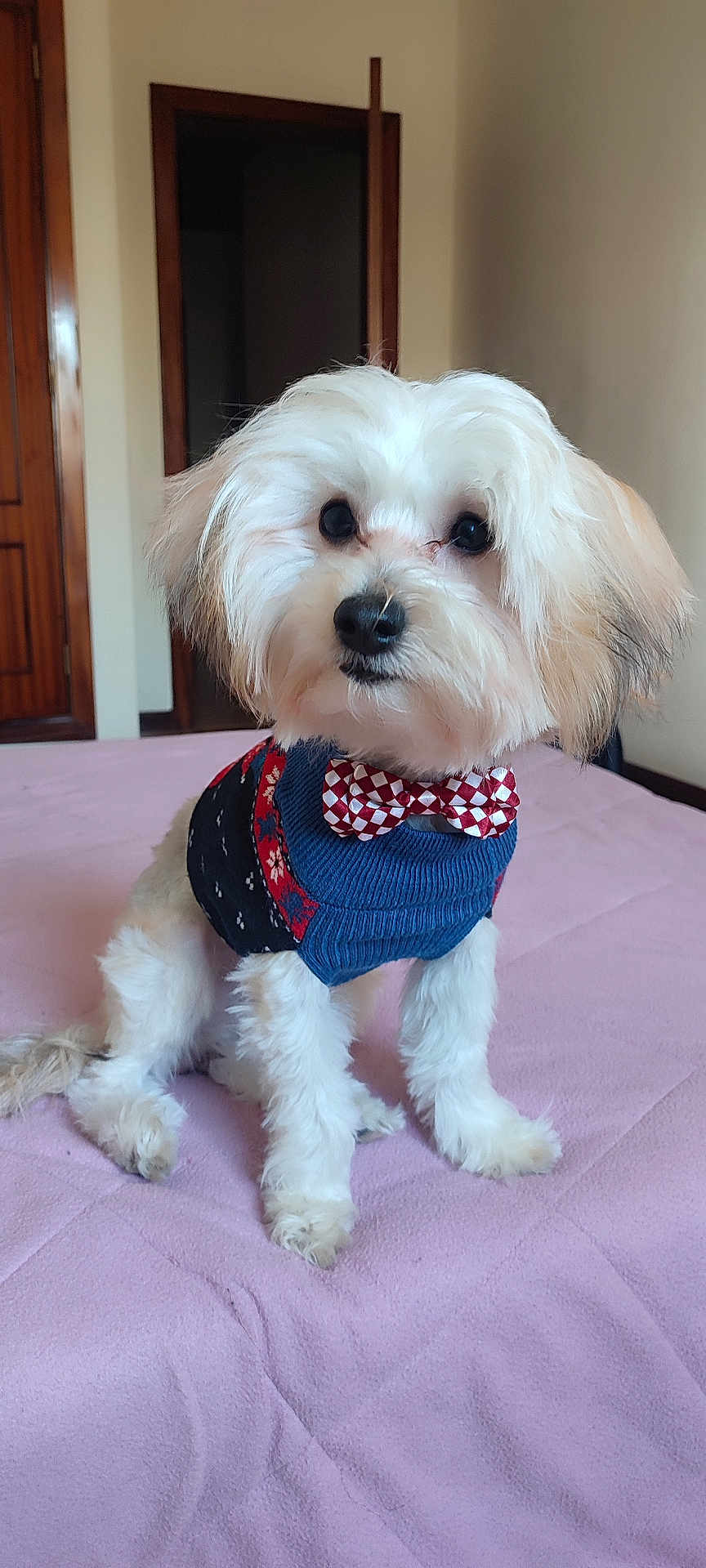 Leo a rejoint le concours — aidez-le/la à gagner de superbes lots ! dog, pet, indoor, bed, sweater, bow_tie, white_fur, small_dog, cute, fluffy, portrait, domestic_animal, animal, companion, furry, sitting, looking, cozy, home, adorable
