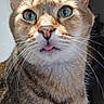 cat, tabby, close_up, indoor, pet, animal, whiskers, ears, green_eyes, tongue_out, fur, curious, portrait, domestic_cat, cute, feline, looking, face, muzzle, soft_light
