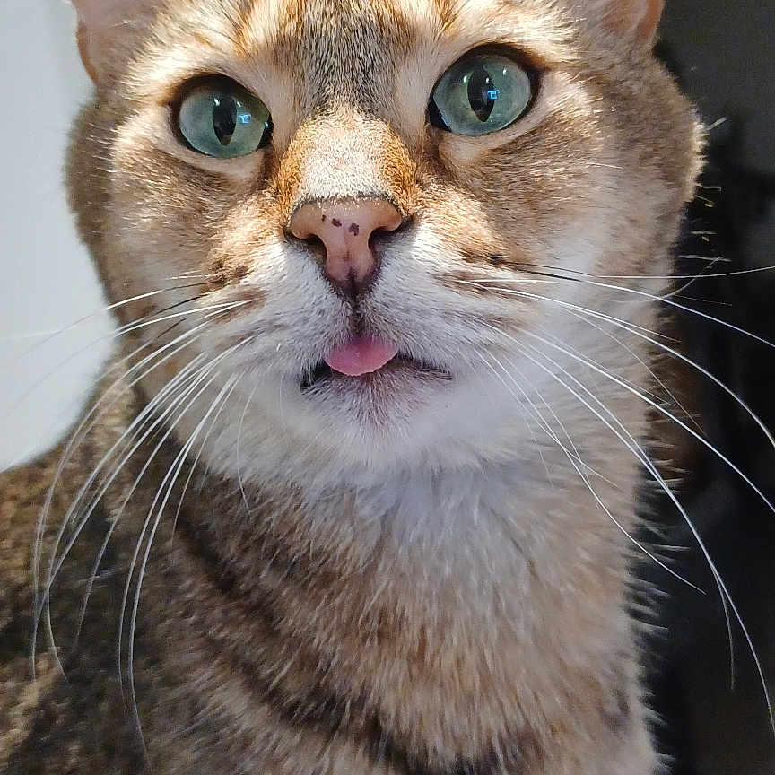 Shinshi a rejoint le concours — aidez-le/la à gagner de superbes lots ! cat, tabby, close_up, indoor, pet, animal, whiskers, ears, green_eyes, tongue_out, fur, curious, portrait, domestic_cat, cute, feline, looking, face, muzzle, soft_light