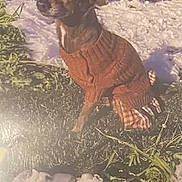 Q-Tip is registered to the contest to win money with this photo: animal, brown_sweater, calm, canine, companion, cute, daylight, dog, fur, grass, mammal, nature, outdoor, pet, portrait, sitting, small_dog, snow, sunlight, winter