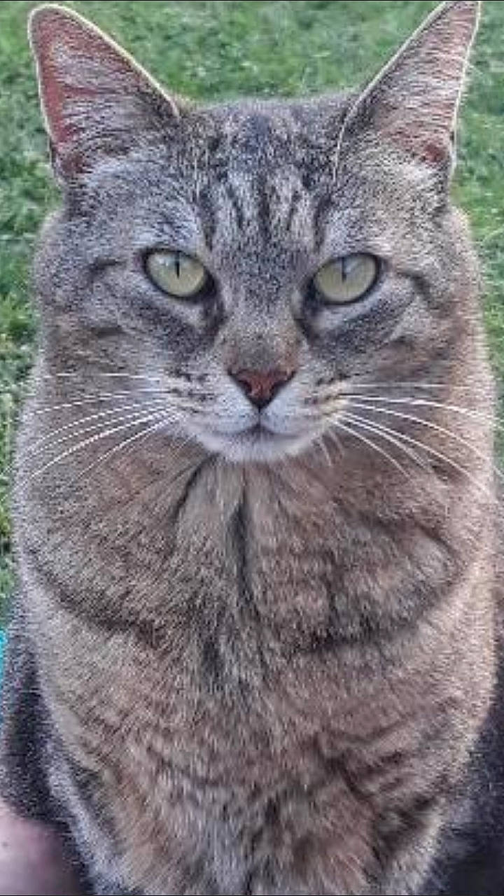 Ibis participe au concours pour gagner de l'argent avec cette photo : carnivore, cat, close_up, domestic_short_haired_cat, felidae, fur, grass, grey, paw, small_to_medium_sized_cats, snout, terrestrial_animal, tree, whiskers, wildlife, window