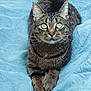 cat, tabby, green_eyes, pet, animal, feline, fur, whiskers, ears, paws, lying_down, indoor, blue_background, cute, relaxed, looking_up, domestic_cat, striped, closeup, bedspread