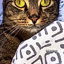 Merli participe au concours pour gagner de l'argent avec cette photo : cat, tabby, close_up, yellow_eyes, fur, whiskers, blanket, pattern, indoor, pet, animal, face, cozy, texture, looking_at_camera, cute, domestic_cat, resting, soft, sleepy