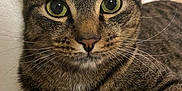 Merli participe au concours pour gagner de l'argent avec cette photo : cat, tabby_cat, close_up, pet, animal, feline, green_eyes, whiskers, fur, indoor, portrait, curious, face, ears, nose, muzzle, sitting, domestic_cat, looking_at_camera, relaxed