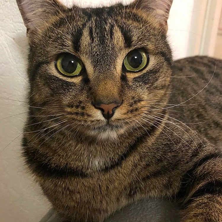 Merli participe au concours pour gagner de l'argent avec cette photo : animal, cat, close_up, curious, domestic_cat, ears, face, feline, fur, green_eyes, indoor, looking_at_camera, muzzle, nose, pet, portrait, relaxed, sitting, tabby_cat, whiskers
