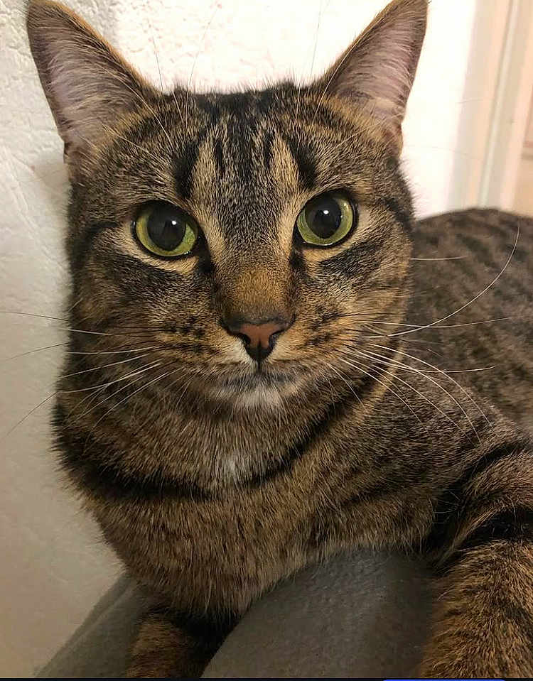 Merli participe au concours pour gagner de l'argent avec cette photo : cat, tabby_cat, close_up, pet, animal, feline, green_eyes, whiskers, fur, indoor, portrait, curious, face, ears, nose, muzzle, sitting, domestic_cat, looking_at_camera, relaxed
