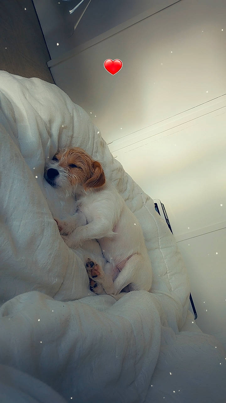 Ruby participe au concours pour gagner de l'argent avec cette photo : ceiling, comfort, companion_dog, felidae, fur, linens, room, teddy_bear, toy, whiskers, wing