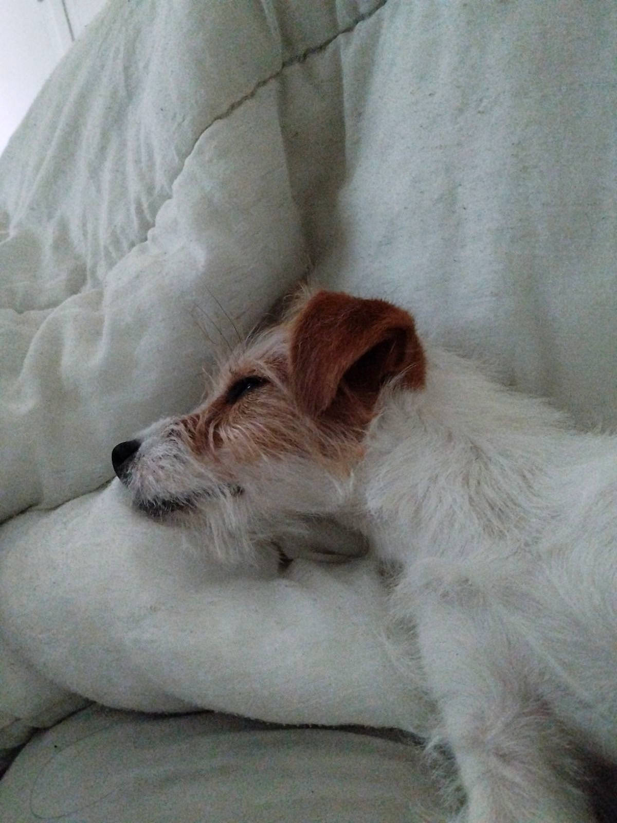 Ruby a rejoint le concours — aidez-le/la à gagner de superbes lots ! bed, bedding, canidae, carnivore, comfort, companion_dog, dog, dog_breed, dog_supply, duvet, fawn, fur, linens, paw, pillow, snout, sporting_group, terrier, throw_pillow, toy_dog