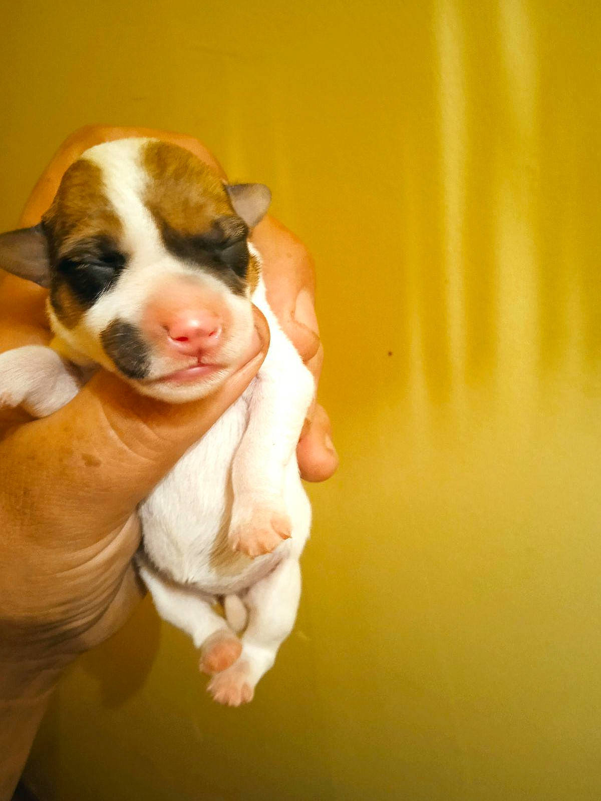 Ruby a rejoint le concours — aidez-le/la à gagner de superbes lots ! canidae, carnivore, comfort, companion_dog, dog, dog_breed, ear, fawn, fur, gesture, head, hound, nail, non_sporting_group, paw, snout, sporting_group, tail, whiskers, working_animal