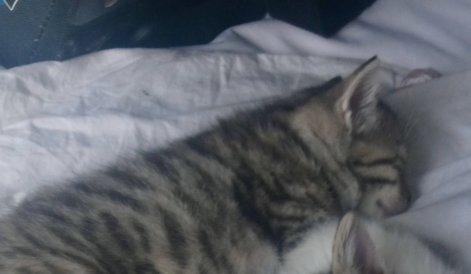 Mimi participe au concours pour gagner de l'argent avec cette photo : carnivore, cat, comfort, domestic_short_haired_cat, european_shorthair, felidae, fur, grey, linens, nap, sleep, small_to_medium_sized_cats, snout, tabby_cat, terrestrial_animal, textile, whiskers