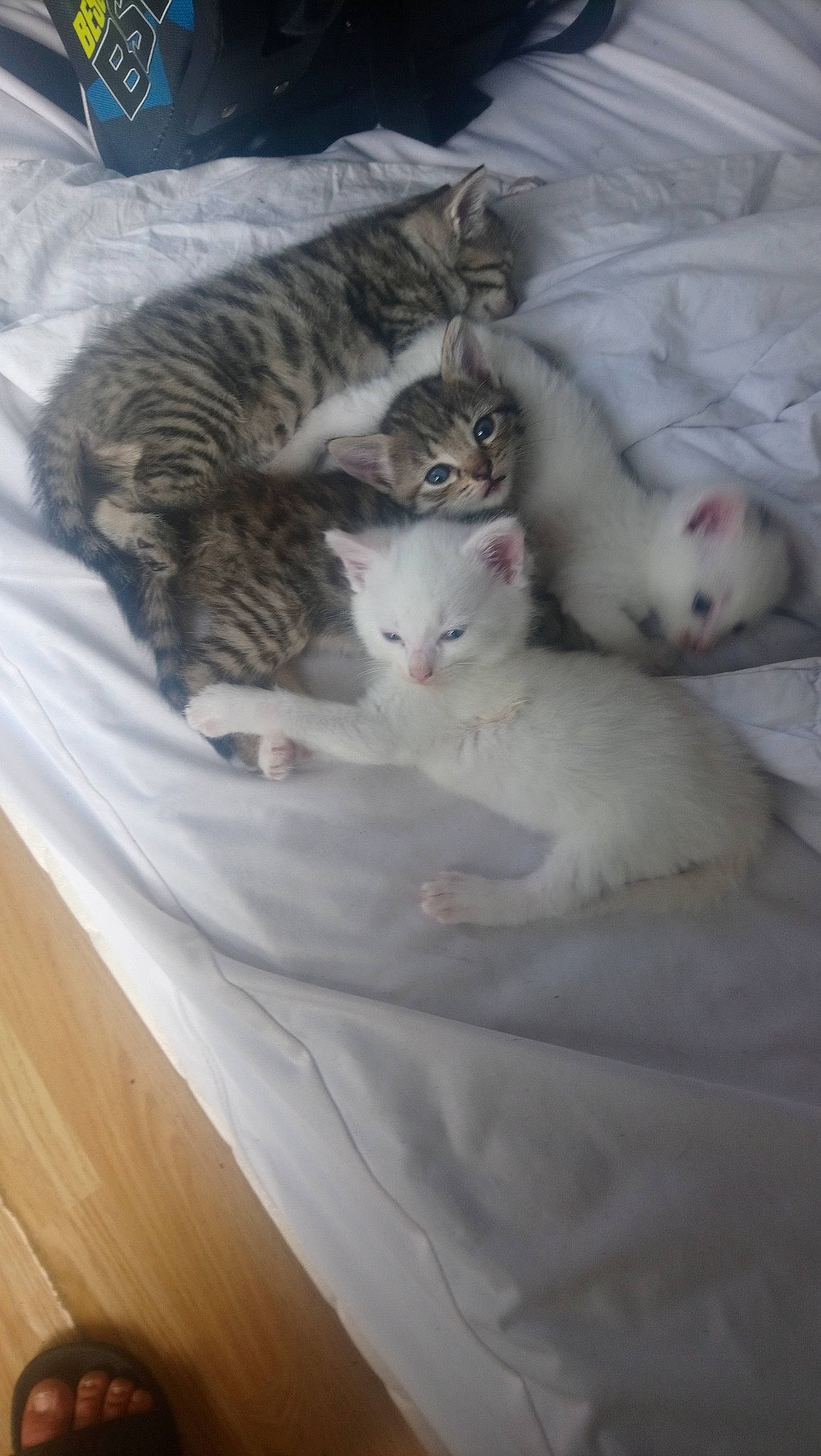 Mimi a rejoint le concours — aidez-le/la à gagner de superbes lots ! carnivore, cat, comfort, domestic_short_haired_cat, felidae, fur, grey, hardwood, kitten, laminate_flooring, linens, small_to_medium_sized_cats, snout, vertebrate, whiskers, wood_flooring, wood_stain