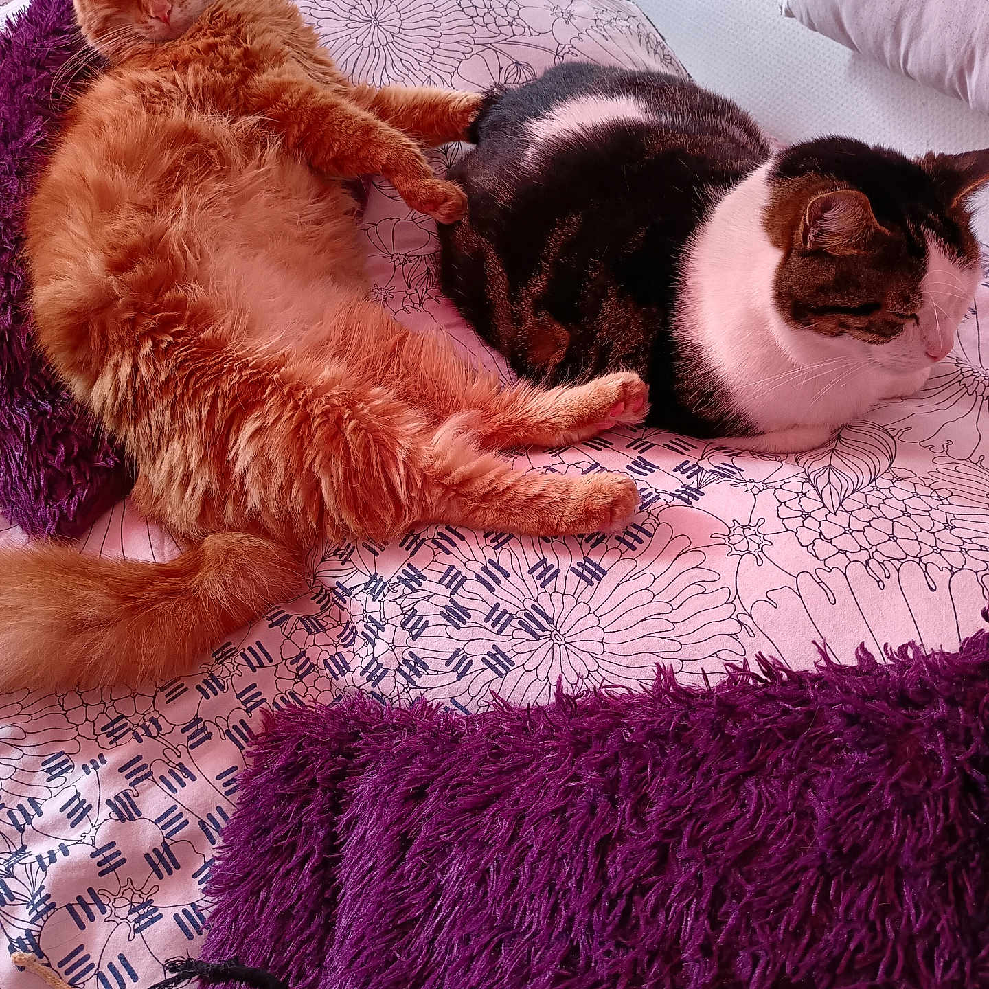 Polochon Et Némo