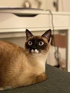 Sia a rejoint le concours — aidez-le/la à gagner de superbes lots ! carnivore, cat, domestic_short_haired_cat, fawn, felidae, fur, siamese, small_to_medium_sized_cats, snout, terrestrial_animal, thai, whiskers, window