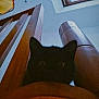 cat, black_cat, wood, wooden_structure, skylight, indoor, animal, pet, dark, shadow, curious, peeking, feline, quiet, home, architecture, light, window, mysterious, eyes