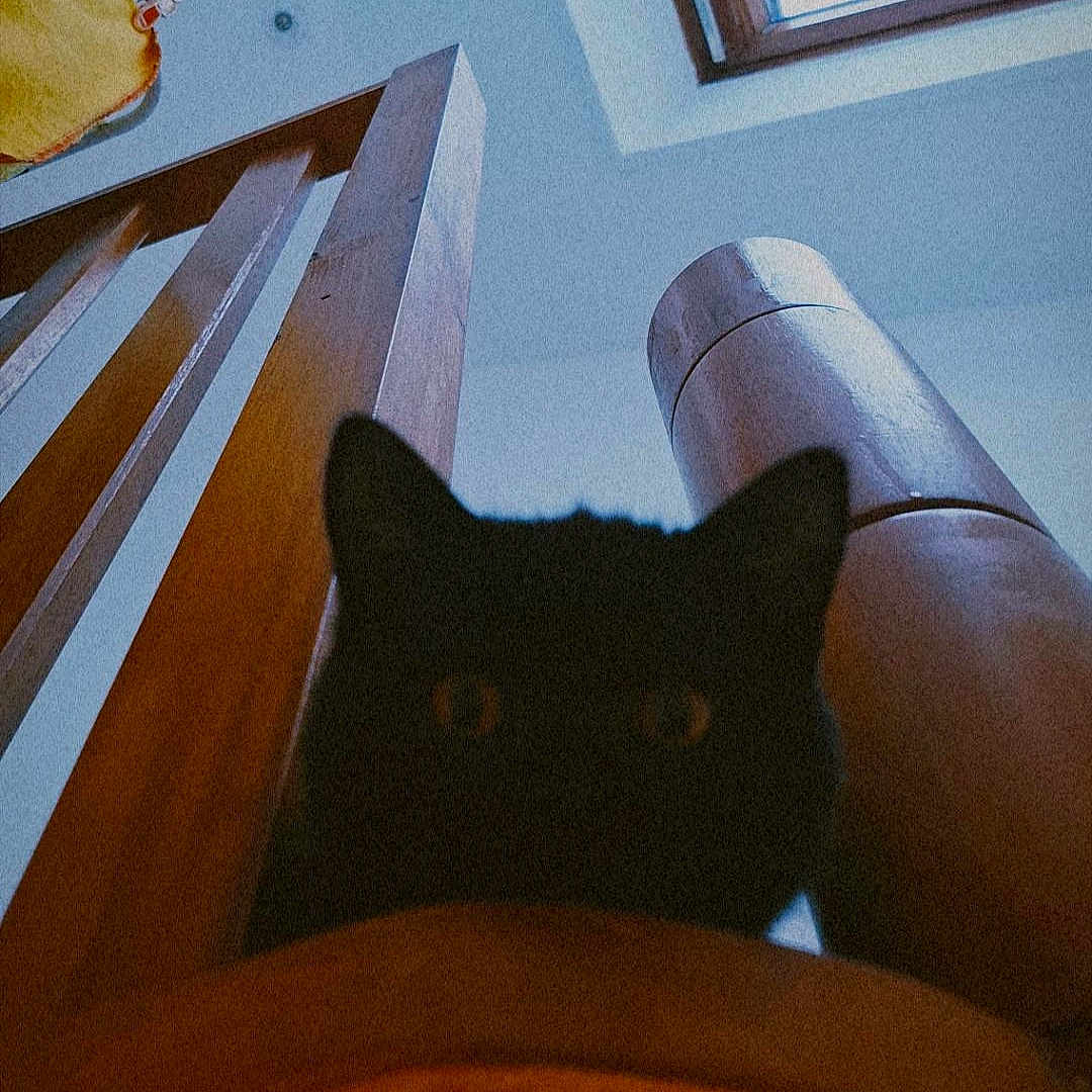 Pods a rejoint le concours — aidez-le/la à gagner de superbes lots ! animal, architecture, black_cat, cat, curious, dark, eyes, feline, home, indoor, light, mysterious, peeking, pet, quiet, shadow, skylight, window, wood, wooden_structure