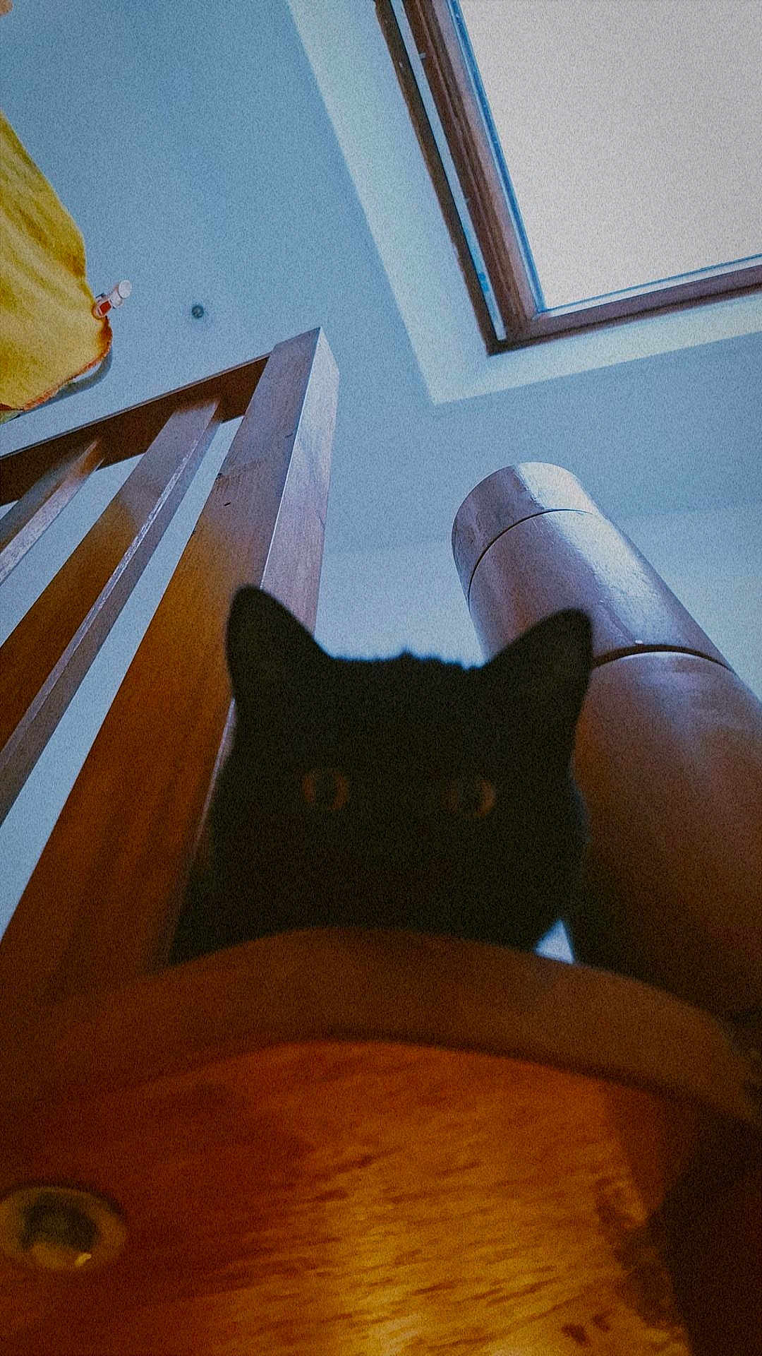 Pods a rejoint le concours — aidez-le/la à gagner de superbes lots ! cat, black_cat, wood, wooden_structure, skylight, indoor, animal, pet, dark, shadow, curious, peeking, feline, quiet, home, architecture, light, window, mysterious, eyes