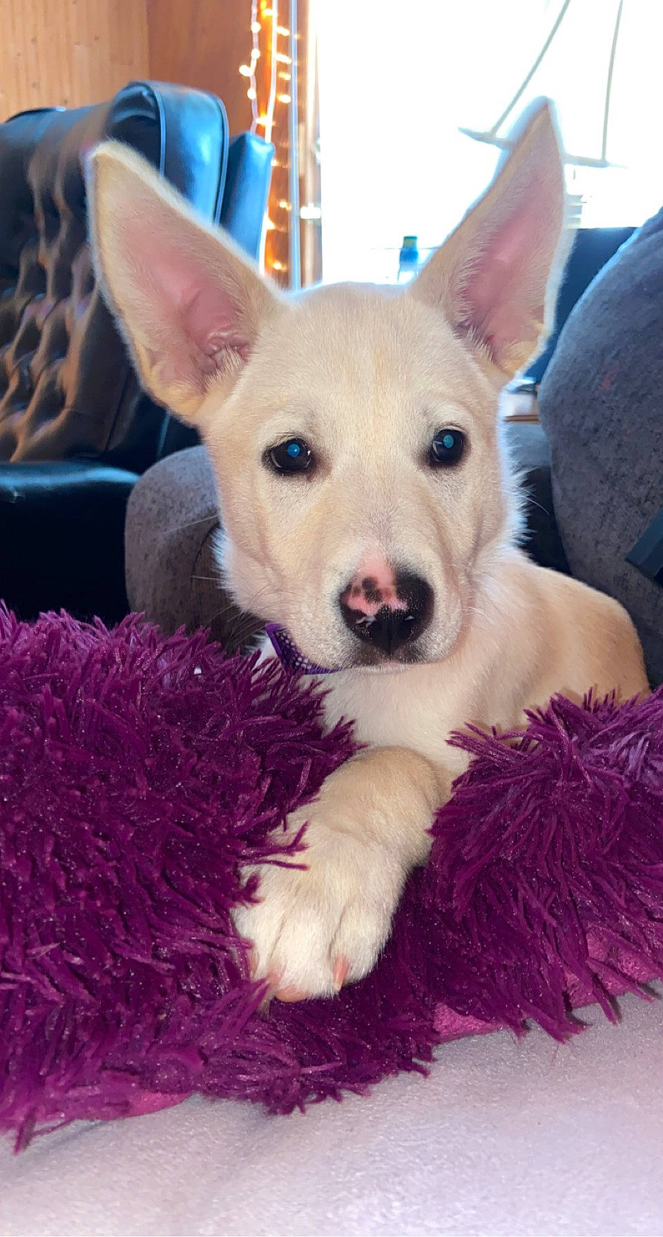 Archer is registered to the contest to win money with this photo: carnivore, comfort, companion_dog, dog, dog_breed, ear, fawn, fur, non_sporting_group, paw, sporting_group, terrestrial_animal, whiskers, working_animal