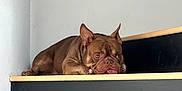 Ice a rejoint le concours — aidez-le/la à gagner de superbes lots ! dog, brown_dog, stairs, indoor, tongue_out, resting, pet, canine, wooden_stairs, black_stairs, animal, cute, relaxed, lying_down, ears, face, expression, domestic_animal, companion, home