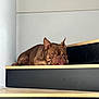 dog, brown_dog, stairs, indoor, tongue_out, resting, pet, canine, wooden_stairs, black_stairs, animal, cute, relaxed, lying_down, ears, face, expression, domestic_animal, companion, home