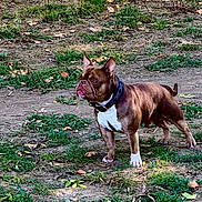 Ice a rejoint le concours — aidez-le/la à gagner de superbes lots ! alert, animal, brown_dog, canine, collar, daylight, dirt, dog, ears_up, fur, grass, ground, leaf, mammal, nature, outdoor, pet, standing, tongue_out, white_patch