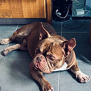 Ice a rejoint le concours — aidez-le/la à gagner de superbes lots ! dog, bulldog, brown, white, floor, tile, indoor, pet, animal, canine, laying, resting, ears, face, paw, cabinet, cord, household, curious, companion