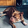 dog, bulldog, brown, white, floor, tile, indoor, pet, animal, canine, laying, resting, ears, face, paw, cabinet, cord, household, curious, companion
