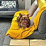 Ice participe au concours pour gagner de l'argent avec cette photo : dog, brown_dog, tongue_out, yellow_blanket, outdoor, couch, pillows, grey_couch, patio, tiles, leafy_plants, relaxed, pet, sunlight, furniture, canine, tongue, expression, resting, home