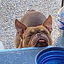 Ice participe au concours pour gagner de l'argent avec cette photo : dog, bulldog, pet, tongue_out, table, water_bowl, water_bottle, gravel, outdoor, brown_dog, animal, looking_up, close_up, ears_up, cute, curious, face, snout, daylight, collar