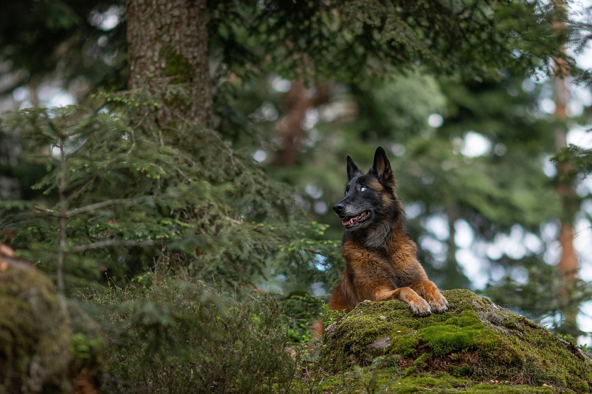 Joyce a rejoint le concours — aidez-le/la à gagner de superbes lots ! canidae, carnivore, dog, dog_breed, fawn, forest, fox, grass, jungle, northern_hardwood_forest, old_growth_forest, plant, tail, terrestrial_animal, terrestrial_plant, tree, trunk, wildlife, wood, woodland