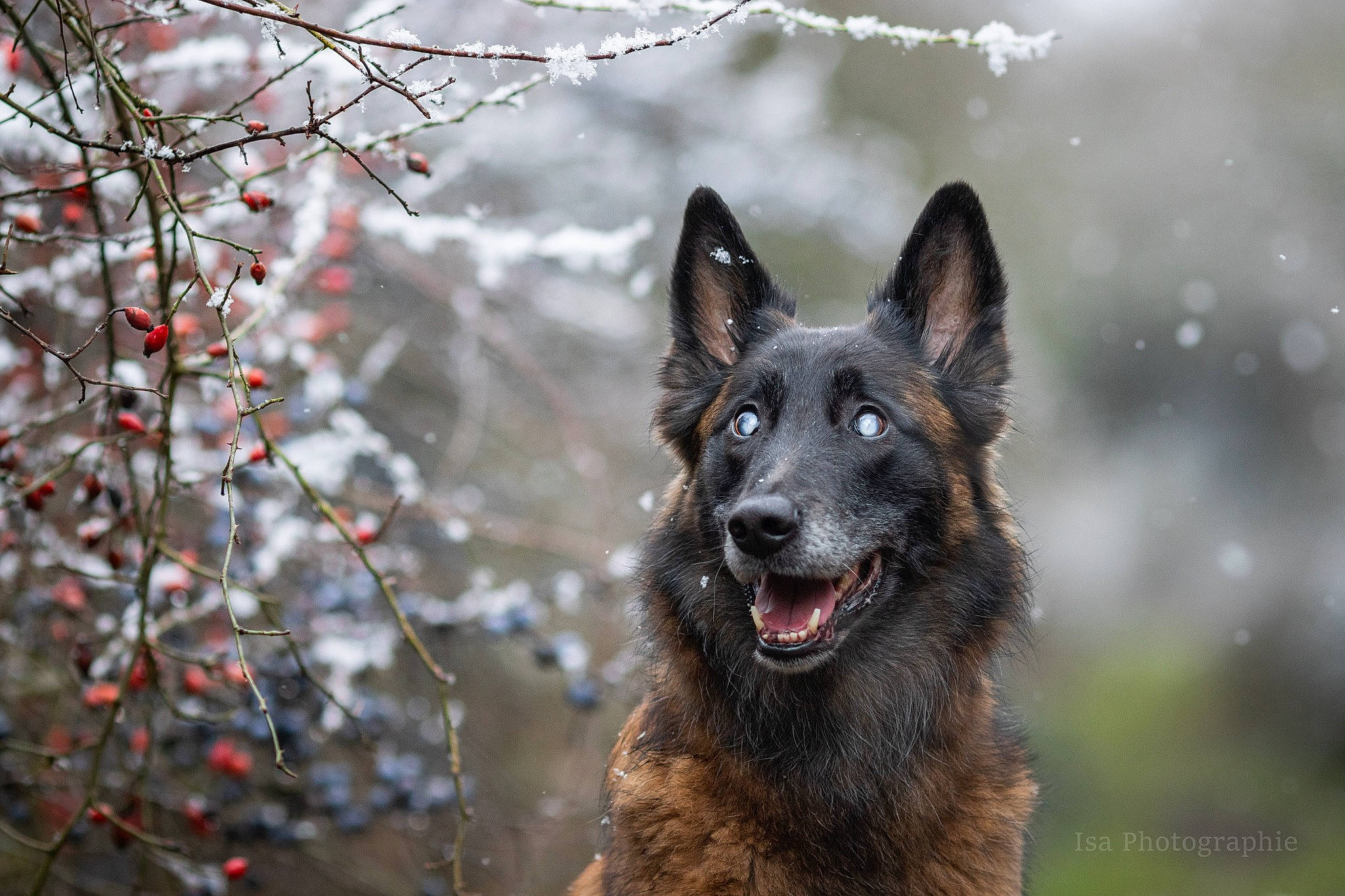 Joyce a rejoint le concours — aidez-le/la à gagner de superbes lots ! blossom, canidae, canis, carnivore, dog, dog_breed, east_european_shepherd, event, fur, herding_dog, king_shepherd, old_german_shepherd_dog, plant, snout, sporting_group, tree, twig, wildlife, working_animal, working_dog