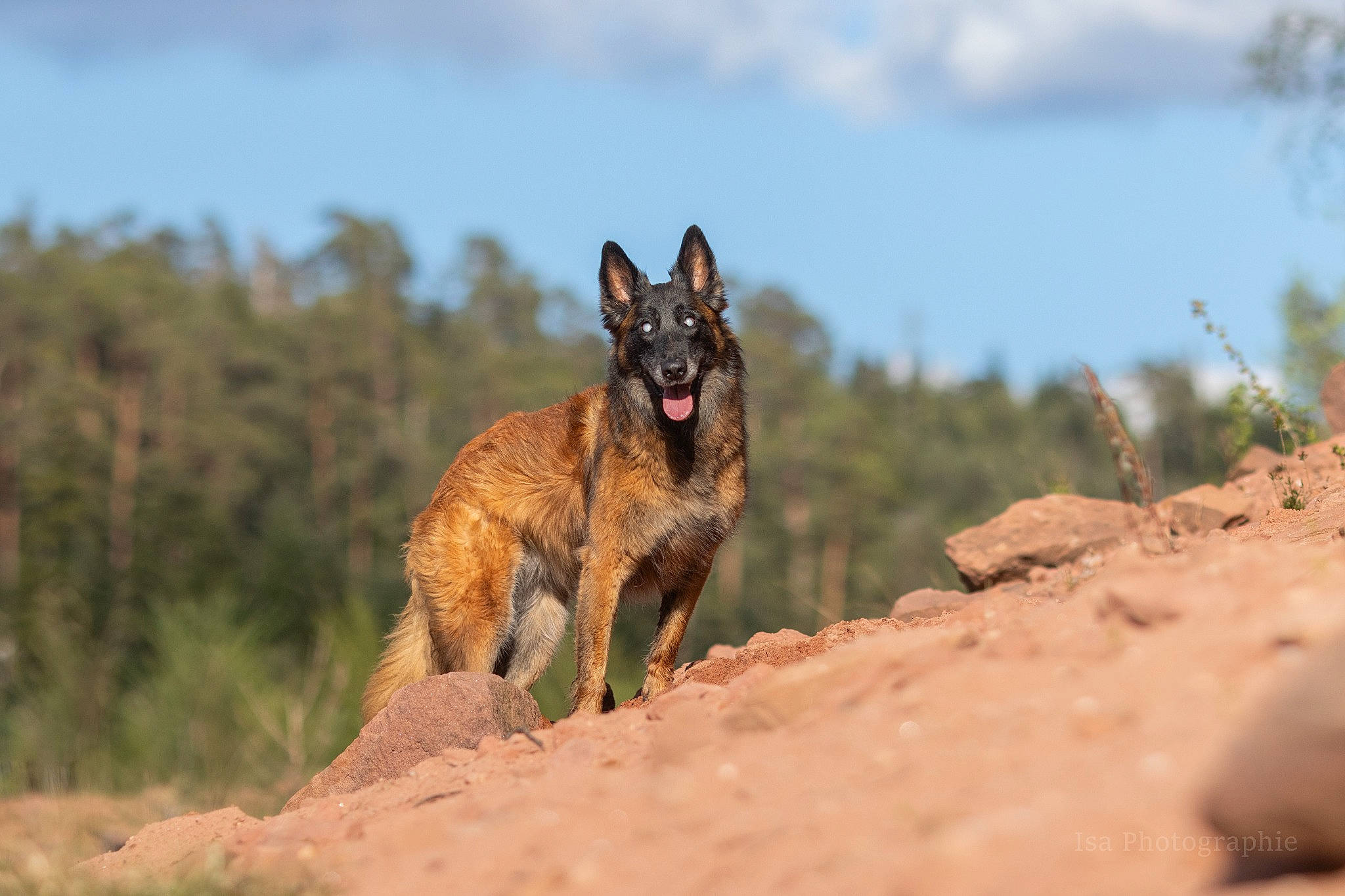 Joyce participe au concours pour gagner de l'argent avec cette photo : canidae, carnivore, cloud, dog, dog_breed, fawn, german_shepherd_dog, guard_dog, herding_dog, hunting_dog, landscape, old_german_shepherd_dog, rock, sky, soil, sporting_group, terrestrial_animal, wildlife, working_animal, working_dog