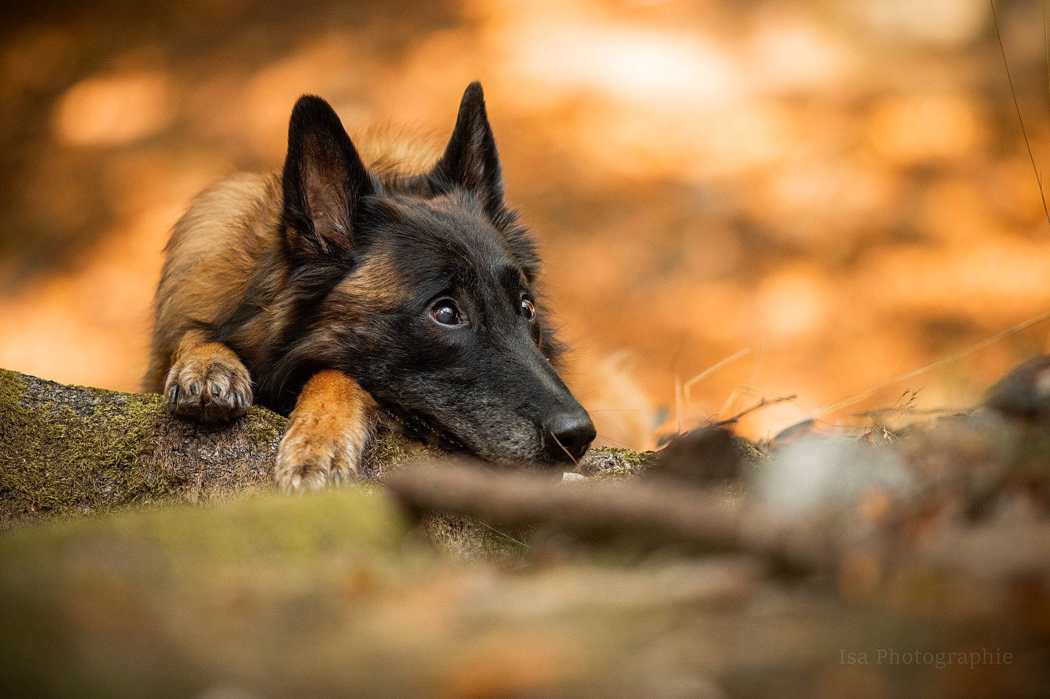 Joyce participe au concours pour gagner de l'argent avec cette photo : art, canidae, canis, carnivore, dog, dog_breed, king_shepherd, snout, sporting_group, terrestrial_animal, twig, wildlife, working_animal, working_dog